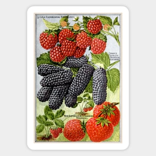 Berry Seed Catalogue, circa 1900s Sticker